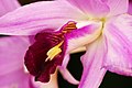 Laelia anceps Labellum