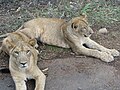 Lions at Bannerghatta National Park