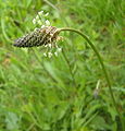 Inflorescence : épi