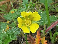 Potentilla niponica