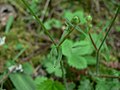 Anacortes Community Forest Lands