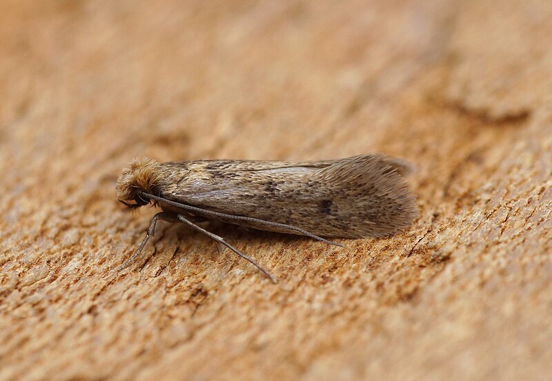 File:Tinea pellionella (52750437752).jpg