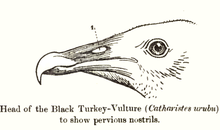 Sketch of head showing an unobstructed view through the nostrils