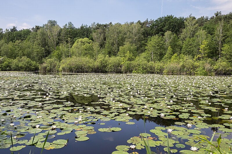 File:Naturschutzgebiet Sutschketal in Brandenburg img3802R.jpg