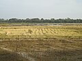 Arrozales después de la cosecha