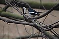 Oriental magpie-robin