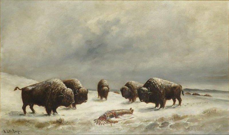 File:Buffalo with Indian in the Snow by A.D.M. Cooper.jpg