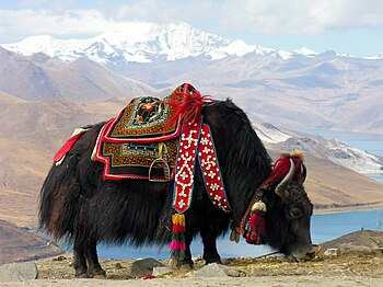 Yak