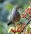 Image 72Gray catbird in Central Park