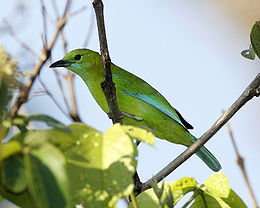 Mėlynsparnis žaliasis lapinukas (Chloropsis cochinchinensis)