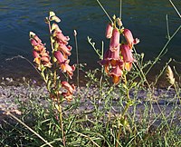 Digitalis obscura