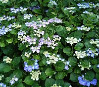 Hydrangea macrophylla