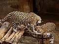 A pair of jaguars (Panthera onca)