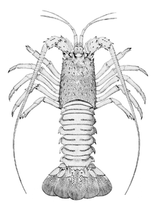 Morfologia ciała langusty