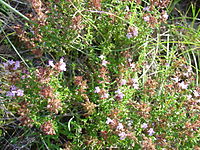 Thymus hyemalis