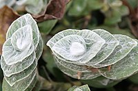 Very hairy leaves