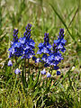 Liggende ereprijs (Veronica prostrata)