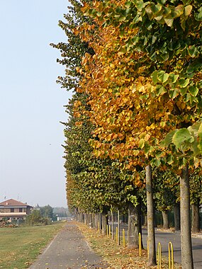 Viale Roma, a rua principal da cidade.