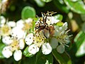 Misumena vatia (male)