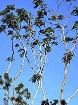 冬天的枝頭新葉 New leaves on branches in winter