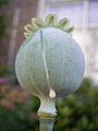 zaaddoos en het melksap van Papaver somniferum laat men indrogen voor de aanmaak van opium