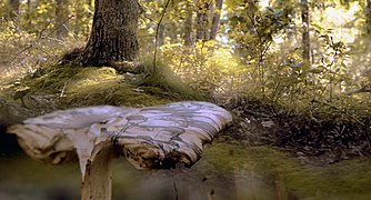 A Split-Field View of a Mushroom in Wonderland.jpg