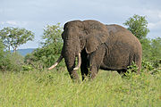 elephant