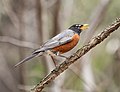 Image 77American robin making a dog whistle-like alarm call in Prospect Park