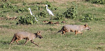 Canis aureus naria au Sri Lanka, parc national d'Uda Walawe