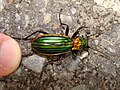 Carabus lineatus