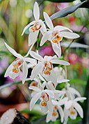 Coelogyne punctulata