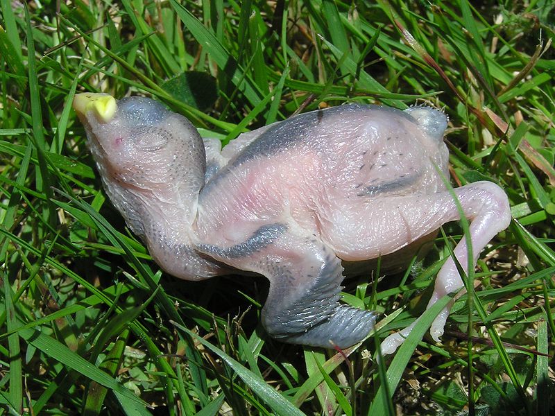 File:Dead baby bird.jpg