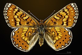 Euphydryas desfontainii desfontainii ♂