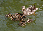 Seite 1: File:Female Mallard and ducklings in Golden Gate Park.jpg Autor: Brocken Inaglory (=User:Mbz1)* Lizenz: GNU 1.2+, CC BY-SA 3.0