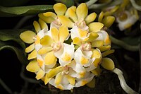 Gastrochilus somae