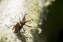 Lucanus kurosawai (42325857412).jpg