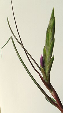 Tillandsia bulbosa Hook. (6017567734).jpg