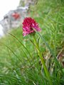 Gymnadenia widderi Austria - Upper Austria Warscheneck