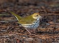 Image 62Ovenbird in Prospect Park