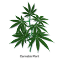 Cannabis plant