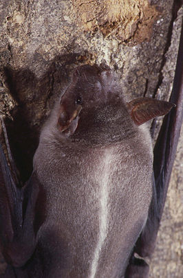 Grote hazenlipvleermuis