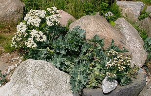 Strandkål ved Djurslands kyst.