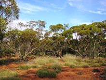 Gluepot Reserve, South Australia.JPG