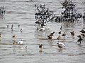 Brown-headed gull