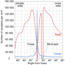 Human photoreceptor distribution.svg 20:27, 29 November 2013