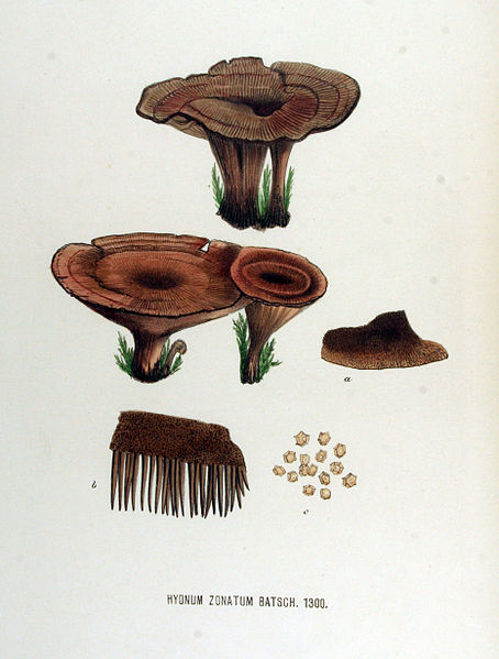 File:Hydnum zonatum — Flora Batava — Volume v17.jpg