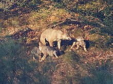 Photograph of wolf pups stimulating their mother to regurgitate some food