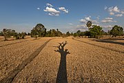 Long shadow of a dead tree with its branches on the dry fields of Don Det, a sunny day with blue sky and white clouds, late afternoon during the dry season.