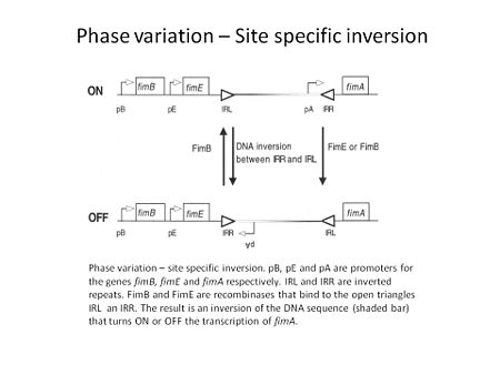 Phase variation site specific recombination - inversion