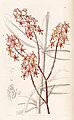 Planche : Renanthera elongata.